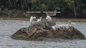 Oshans Home - Guest House - Polhena
