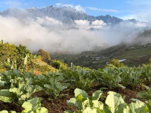 Kundasang Pink Homestay