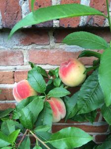 Vejlø Skole - Degnegaarden