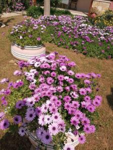 Monicas Country House