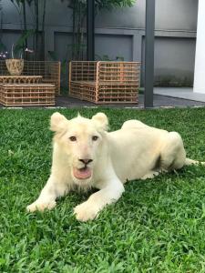 Live with lion
