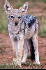 African Bushveld 129A 2 Bedroom Unit