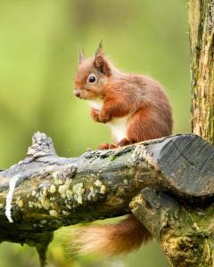 Bragan Mountain View