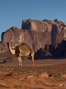 Wadi Rum Mountains