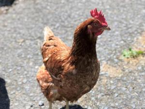 1 Bed in Launceston oc-36500