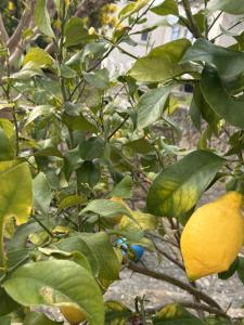 Gite climatisé avec piscine sur les hauteurs de Bollene