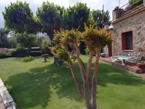 Mas Pareta - La Morera