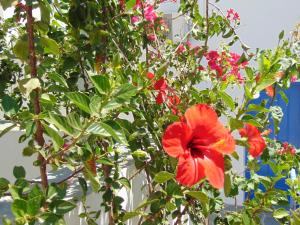 George's Seaside Apartments Sifnos Sifnos Greece