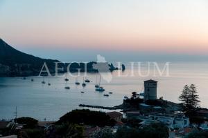 Giglio Verde 5