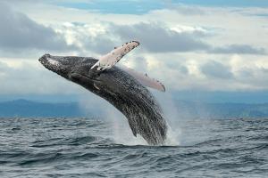 Apartamento Paraiso Nuquí