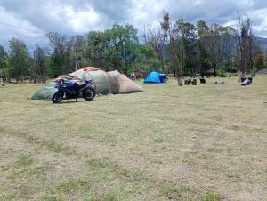 Camping Ali bosque