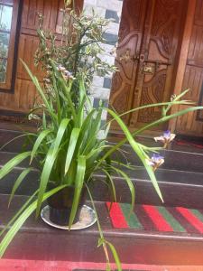 Casa Grande Homestay Anaviratty Munnar