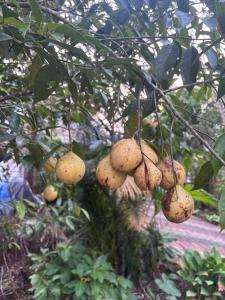 Casa Grande Homestay Anaviratty Munnar