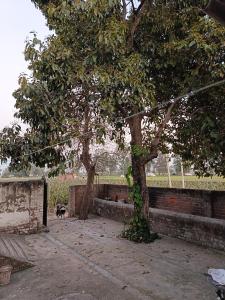 Padda Farm house