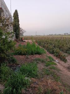 Padda Farm house