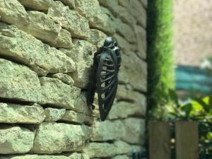 Maison de charme avec piscine à Gordes