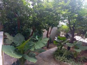 Apartment with Garden