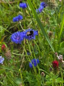 W Olchach - lokal Klon