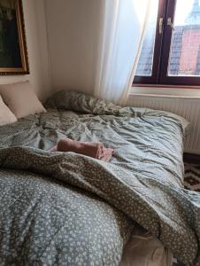 Stan na dan Valjevo Centar