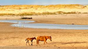 MBIZI lagoon house - Wild Horses & Ocean Views
