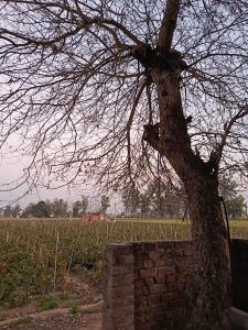 Padda Farm house