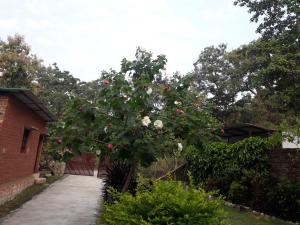 Corbett Green Orchard