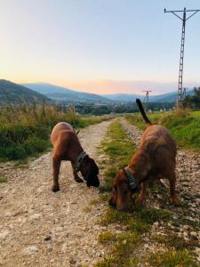 Gołąbek Stronie Śląskie