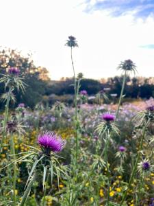 Stazzu Li Litarreddi img24