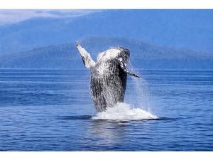 Whale Walk Apartment