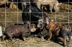 Genesis Mountain Farm