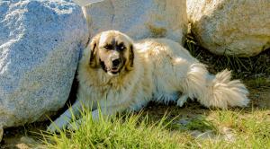 Genesis Mountain Farm