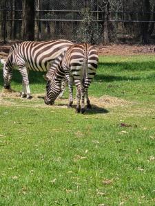 Cozy Dubbo retreat - close to the zoo