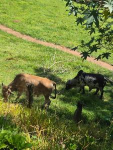 Chalé seriema 04 sitio passaropreto