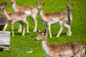 Sonnenhof Apartments