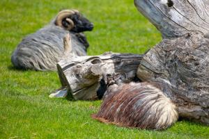 Sonnenhof Apartments
