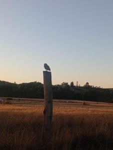 Ruka cabaña - Alojamiento Tradicional Mapuche