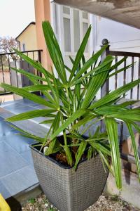 Apartmani Cassiopeia