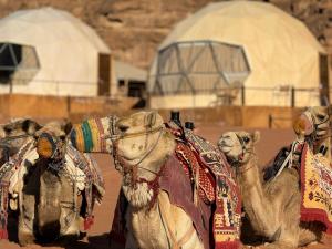 Nibras Al-Huda Camp