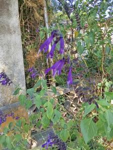 Casa Jardín a media cuadra del Mar