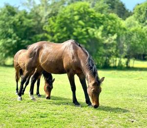 The Horse Haven - 1536 Gratton Rd