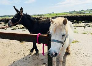 The Dozy Donkey Farm Stay Shepherd Hut