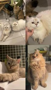 22 Homestay Near Techo international airport