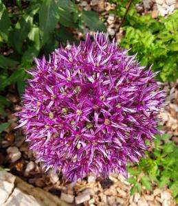 Grande chambre lumineuse avec cuisine,sdb et accès a un jolie jardin
