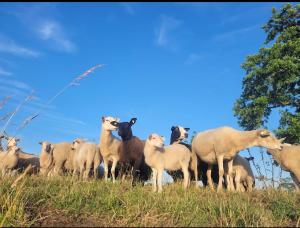 Gemütliche Wohnung mit Blick in die Wiesen