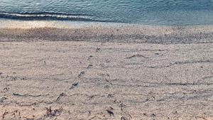 Villetta sul mare img49