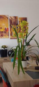 CORRAL DEL BLANCH, La Tolla del Blanch