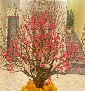 Bibo House - Near Xuan Huong Lake & Center