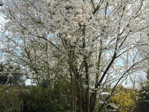 Gîte de charme avec jardin, proche Chenonceau et Beauval - FR-1-381-303