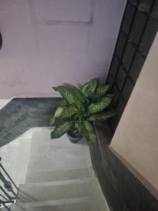 Acharya Poojaa Sharma Temple