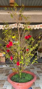 Homestay Mẹ Mít 1